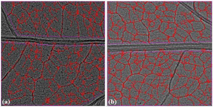 https://cdn.ncbi.nlm.nih.gov/pmc/blobs/4da5/8307725/7f4f9b764b3d/cells-10-01725-g007.jpg