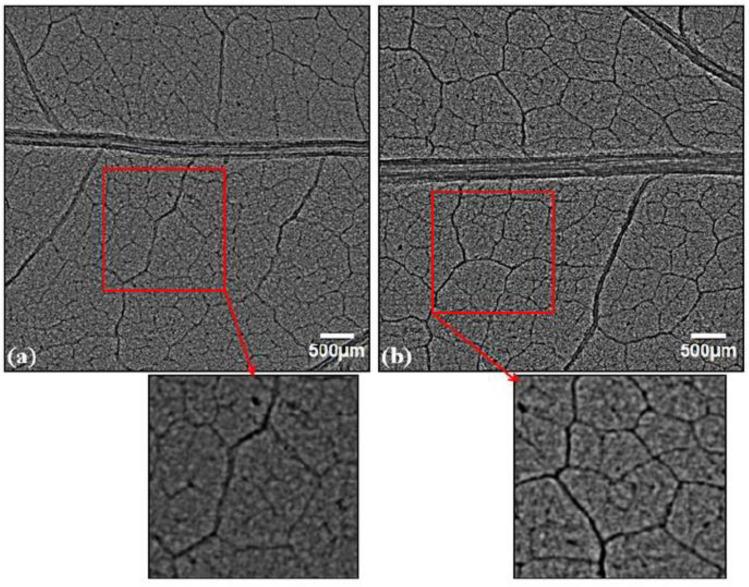 https://cdn.ncbi.nlm.nih.gov/pmc/blobs/4da5/8307725/821422ca1a37/cells-10-01725-g003.jpg