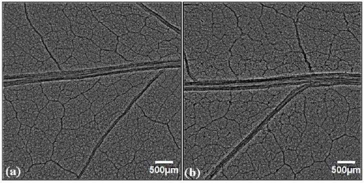 https://cdn.ncbi.nlm.nih.gov/pmc/blobs/4da5/8307725/89de766d6665/cells-10-01725-g009.jpg