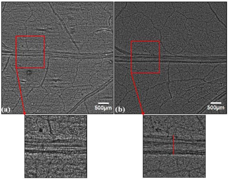 https://cdn.ncbi.nlm.nih.gov/pmc/blobs/4da5/8307725/f37c2d6fcfc4/cells-10-01725-g005.jpg