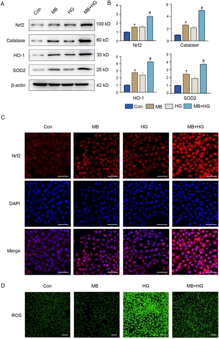 https://cdn.ncbi.nlm.nih.gov/pmc/blobs/4da7/10496548/7759728317bb/IPHB_A_2254341_F0005_C.jpg