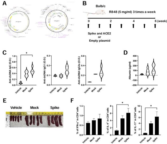 https://cdn.ncbi.nlm.nih.gov/pmc/blobs/4da8/11448135/8381b965c633/lupus-11-2-g001.jpg