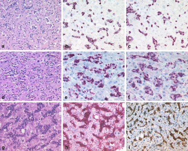 https://cdn.ncbi.nlm.nih.gov/pmc/blobs/4da8/1888718/7c39744488ac/428_2007_384_Fig4_HTML.jpg