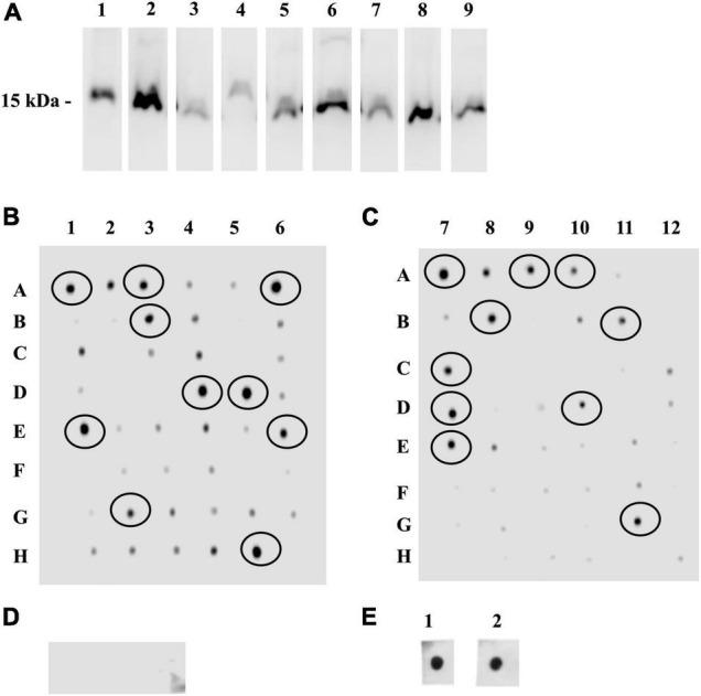 https://cdn.ncbi.nlm.nih.gov/pmc/blobs/4da9/9012491/2e8230fd59fc/fmicb-13-801466-g002.jpg