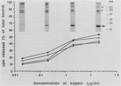 https://cdn.ncbi.nlm.nih.gov/pmc/blobs/4dae/257427/5dc236515da3/iai00034-0053-a.jpg