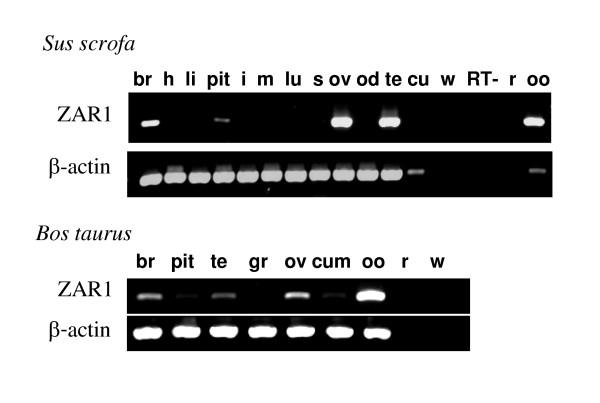 https://cdn.ncbi.nlm.nih.gov/pmc/blobs/4db1/1435755/4e532857e56d/1477-7827-4-12-4.jpg