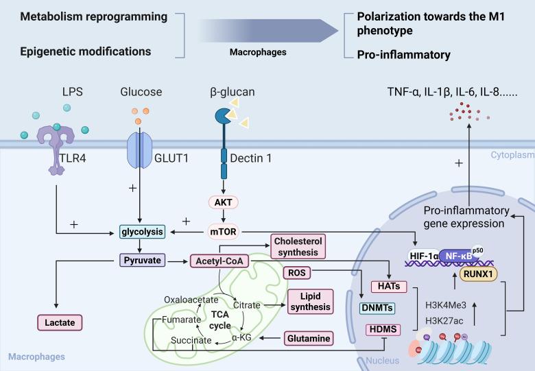 https://cdn.ncbi.nlm.nih.gov/pmc/blobs/4db2/12310616/93f126472d5a/fimmu-16-1613602-g002.jpg