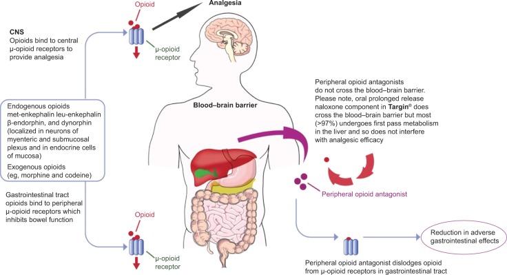 https://cdn.ncbi.nlm.nih.gov/pmc/blobs/4db2/4404965/ac30fb249e3d/dddt-9-2215Fig2.jpg