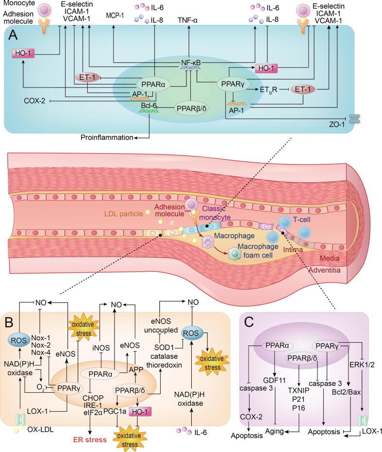 https://cdn.ncbi.nlm.nih.gov/pmc/blobs/4db7/11954843/1f6213adf95c/gr1.jpg