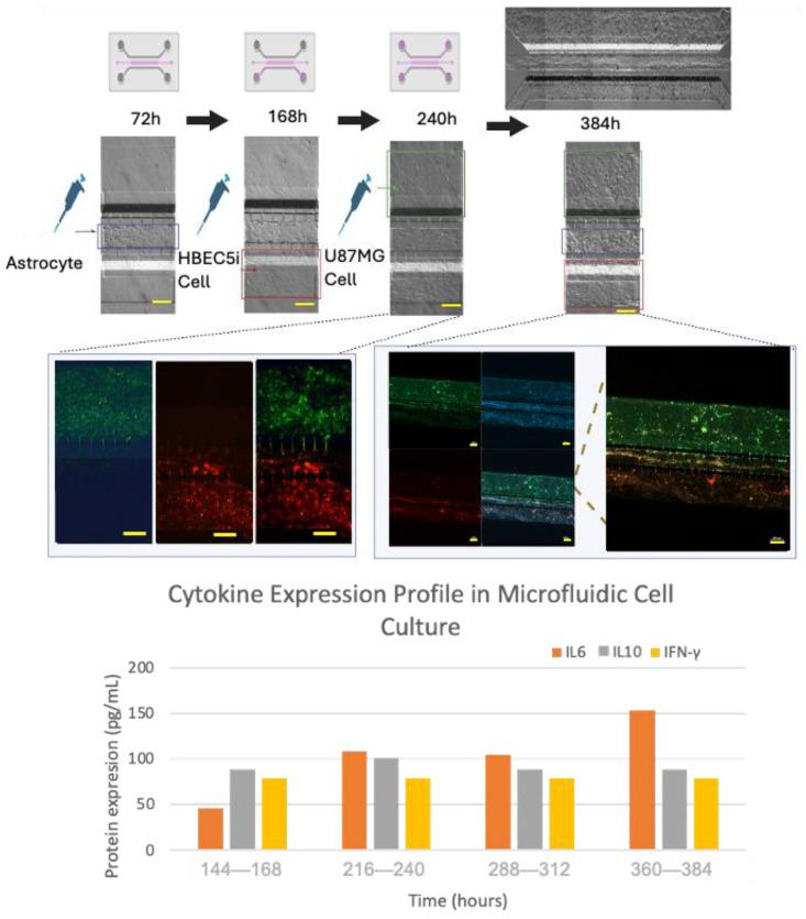 https://cdn.ncbi.nlm.nih.gov/pmc/blobs/4dbc/11505467/3e356d380cc1/bioengineering-11-01008-g008.jpg