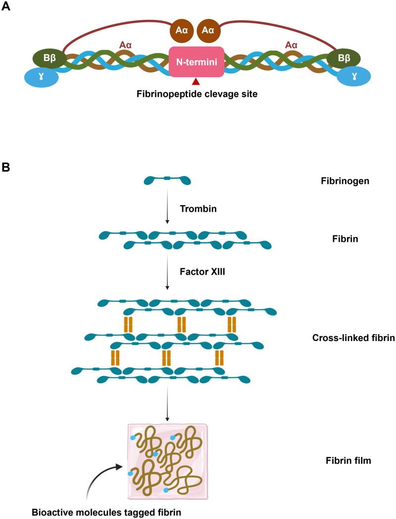 https://cdn.ncbi.nlm.nih.gov/pmc/blobs/4dbf/11721625/0681f60e4339/IDRD_A_2449703_F0007_C.jpg