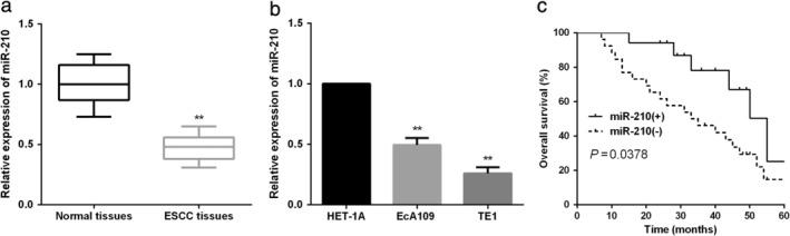 https://cdn.ncbi.nlm.nih.gov/pmc/blobs/4dc7/7952796/00b178696abe/TCA-12-932-g005.jpg