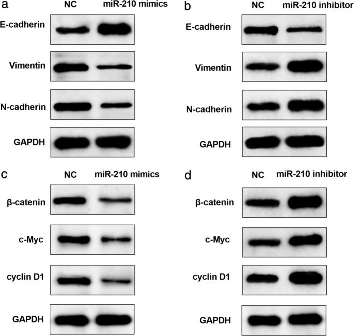 https://cdn.ncbi.nlm.nih.gov/pmc/blobs/4dc7/7952796/07da32b5864d/TCA-12-932-g001.jpg