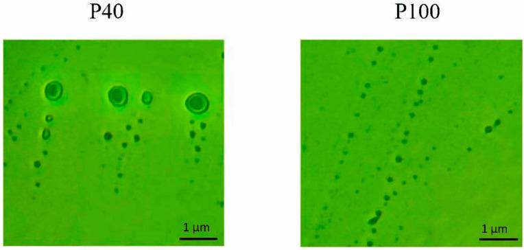 https://cdn.ncbi.nlm.nih.gov/pmc/blobs/4dc9/11171563/7d1abd4344aa/ijms-25-05733-g006.jpg