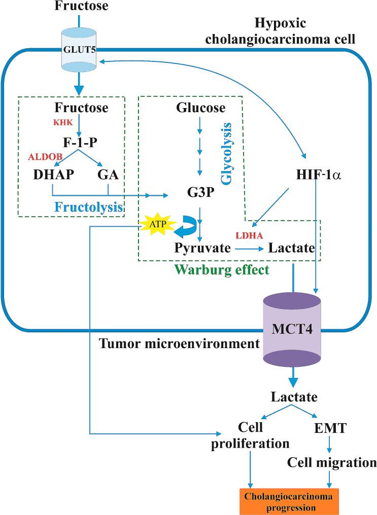 https://cdn.ncbi.nlm.nih.gov/pmc/blobs/4dc9/11304774/2f4aebe64d36/10020_2024_879_Fig4_HTML.jpg
