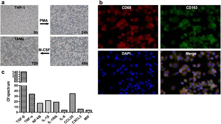 https://cdn.ncbi.nlm.nih.gov/pmc/blobs/4dca/4714460/0c3416d9e37c/13046_2015_281_Fig6_HTML.jpg