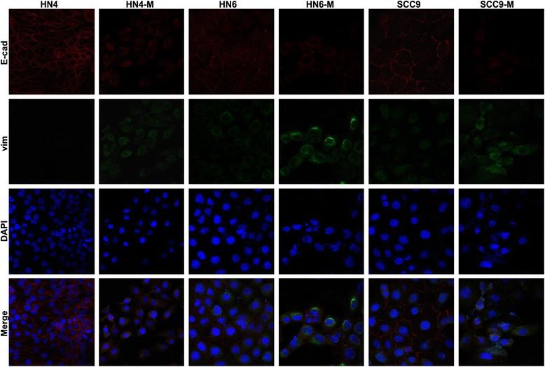 https://cdn.ncbi.nlm.nih.gov/pmc/blobs/4dca/4714460/16cd8aa82728/13046_2015_281_Fig8_HTML.jpg