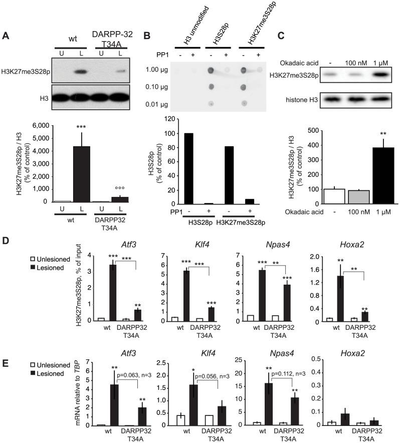 https://cdn.ncbi.nlm.nih.gov/pmc/blobs/4dcc/4177666/f8f2ad4d6721/pgen.1004574.g005.jpg