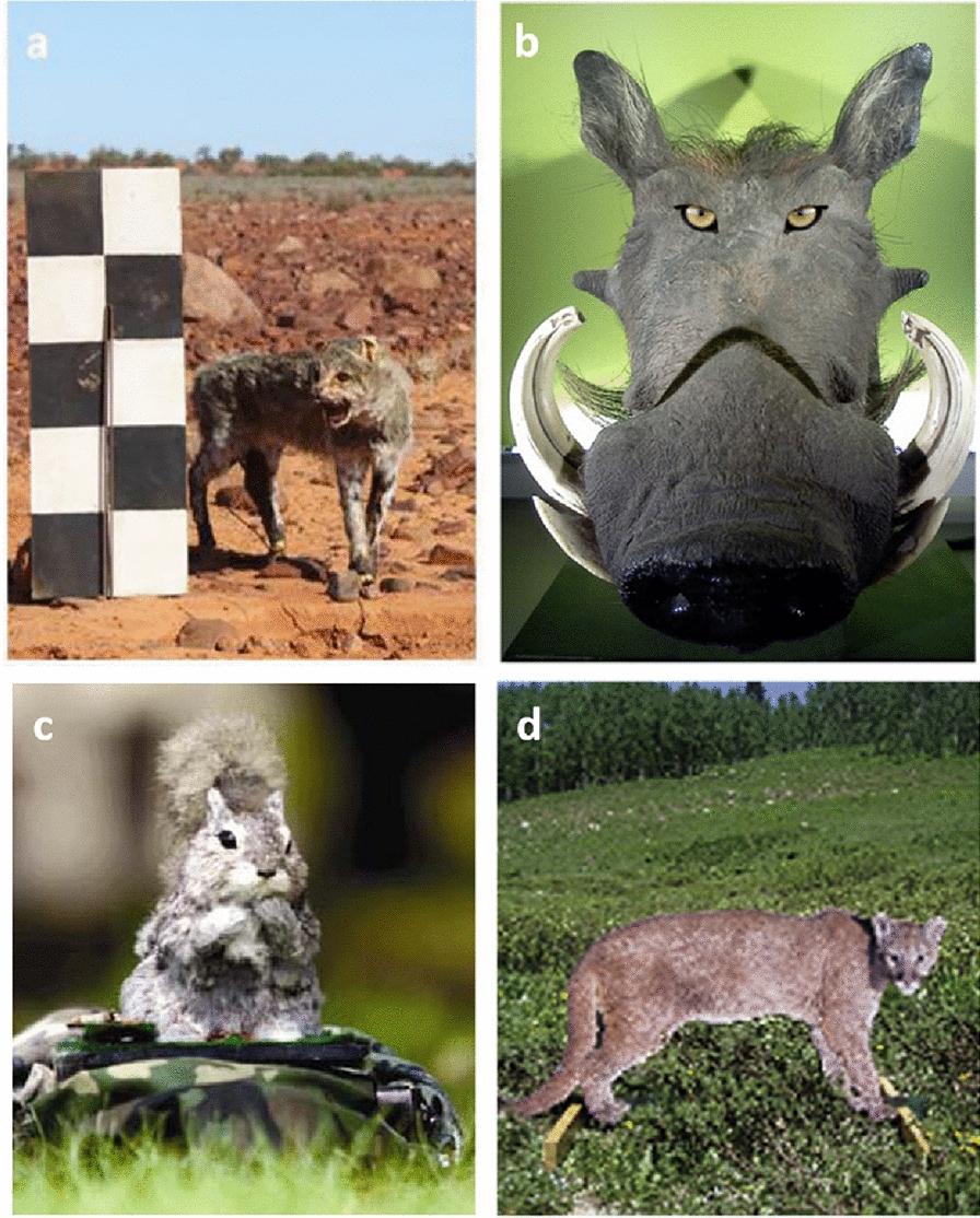 https://cdn.ncbi.nlm.nih.gov/pmc/blobs/4dcd/11378833/7abc6506855b/13750_2023_299_Fig5_HTML.jpg