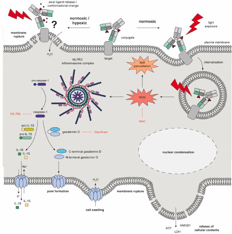 https://cdn.ncbi.nlm.nih.gov/pmc/blobs/4dce/11378935/7ef4105f11ca/gr8.jpg