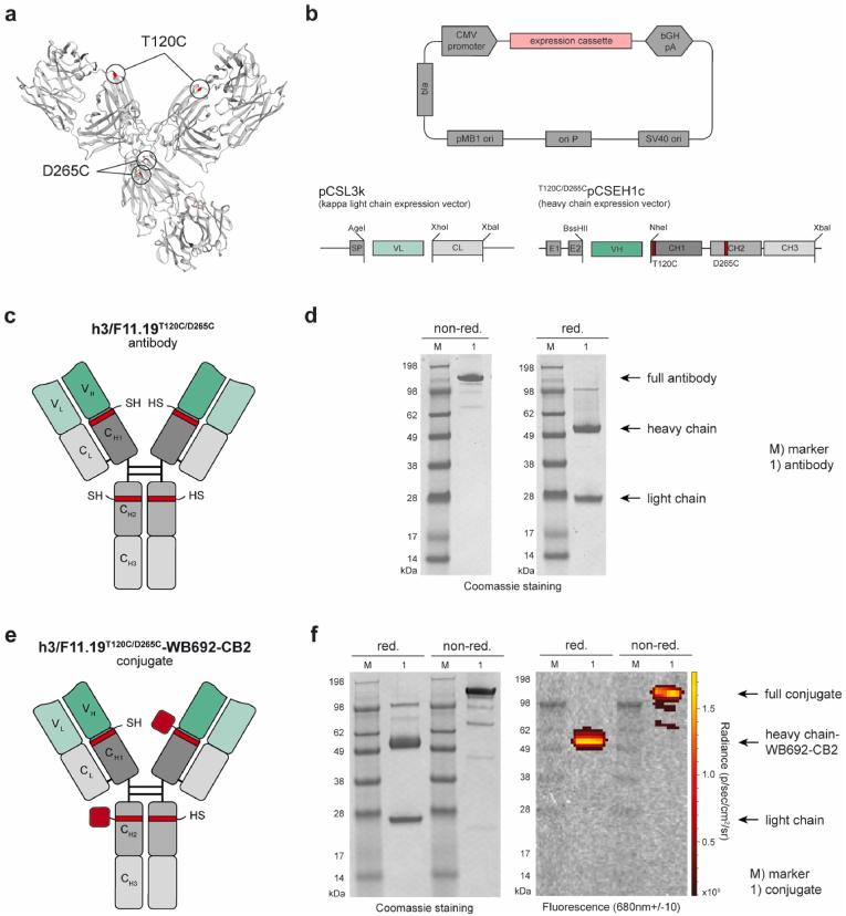 https://cdn.ncbi.nlm.nih.gov/pmc/blobs/4dce/11378935/bce307ff56c1/gr3.jpg