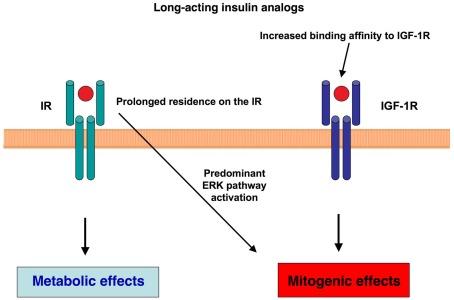 https://cdn.ncbi.nlm.nih.gov/pmc/blobs/4dd4/3355935/574b978c8333/fendo-03-00021-g002.jpg