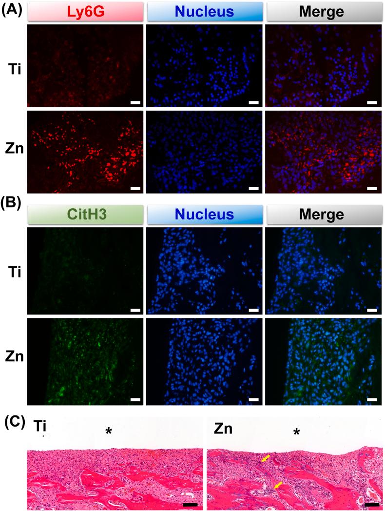 https://cdn.ncbi.nlm.nih.gov/pmc/blobs/4dd7/9483647/3acb6c68f4a1/gr5.jpg