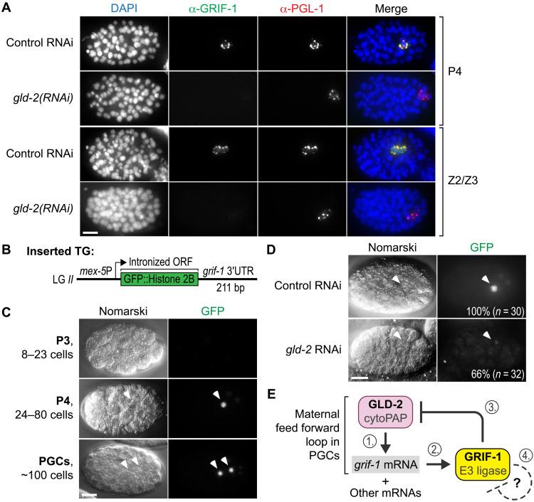 https://cdn.ncbi.nlm.nih.gov/pmc/blobs/4dd7/9565796/c29f2d973eed/sciadv.abn0897-f7.jpg