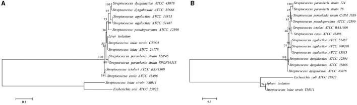 https://cdn.ncbi.nlm.nih.gov/pmc/blobs/4dd8/11184163/f129800c5b29/fvets-11-1404054-g0004.jpg