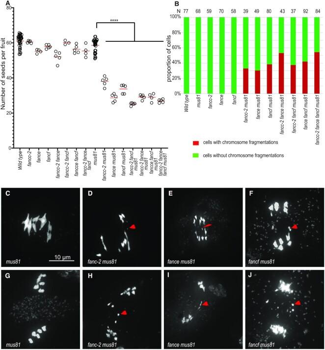 https://cdn.ncbi.nlm.nih.gov/pmc/blobs/4dda/10085685/61029cc621ac/gkac1244fig6.jpg