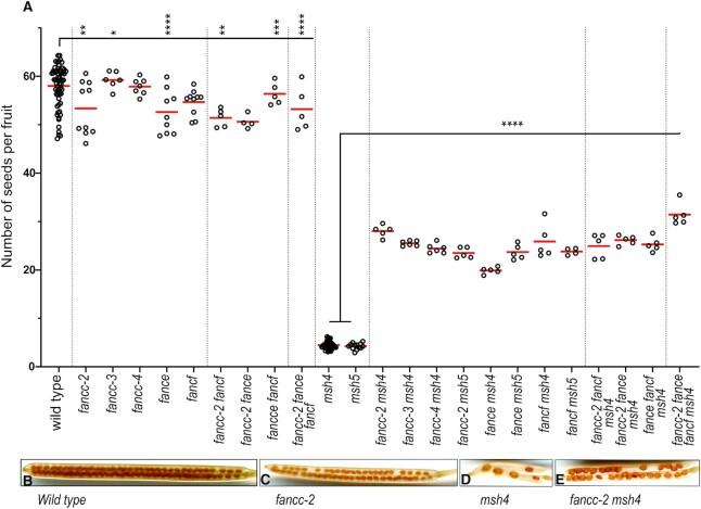 https://cdn.ncbi.nlm.nih.gov/pmc/blobs/4dda/10085685/833cbcc48ee3/gkac1244fig1.jpg