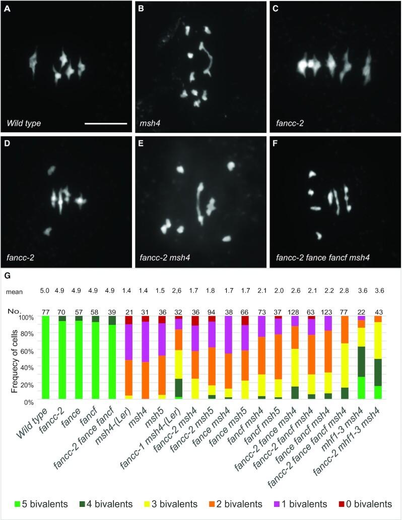 https://cdn.ncbi.nlm.nih.gov/pmc/blobs/4dda/10085685/a9d5950e6302/gkac1244fig3.jpg