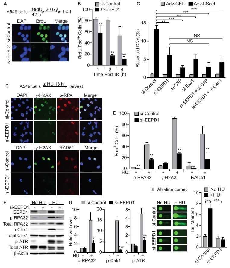 https://cdn.ncbi.nlm.nih.gov/pmc/blobs/4dda/4684289/337b0528bdbb/pgen.1005675.g005.jpg