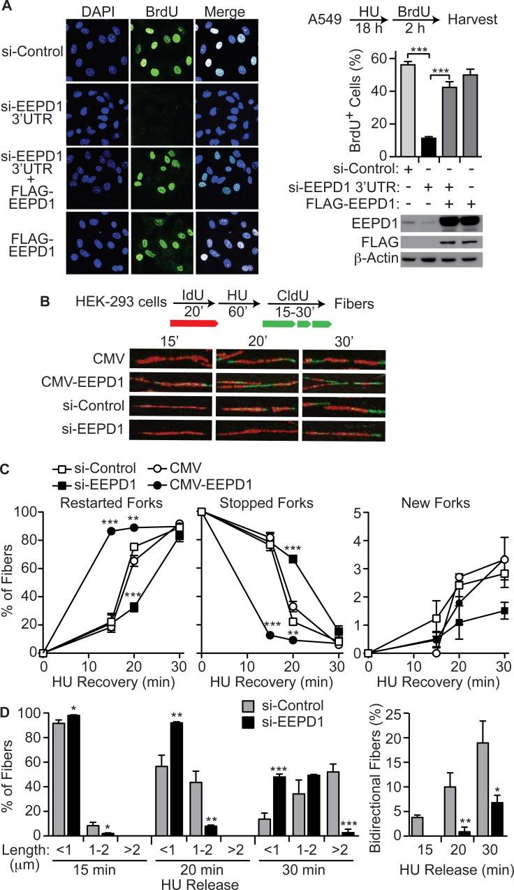https://cdn.ncbi.nlm.nih.gov/pmc/blobs/4dda/4684289/3b14359c1f43/pgen.1005675.g002.jpg