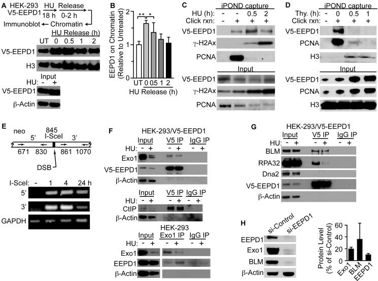 https://cdn.ncbi.nlm.nih.gov/pmc/blobs/4dda/4684289/498789066eb5/pgen.1005675.g006.jpg