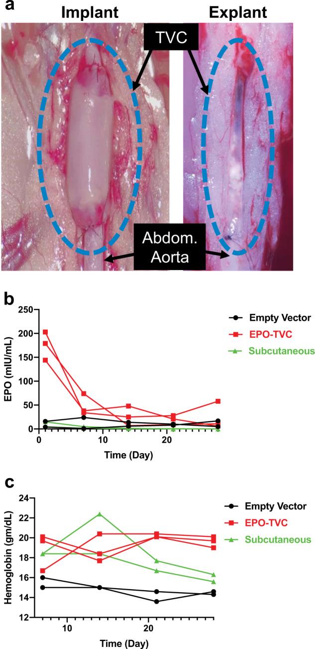 https://cdn.ncbi.nlm.nih.gov/pmc/blobs/4ddd/8322381/8834d2481596/41536_2021_150_Fig4_HTML.jpg