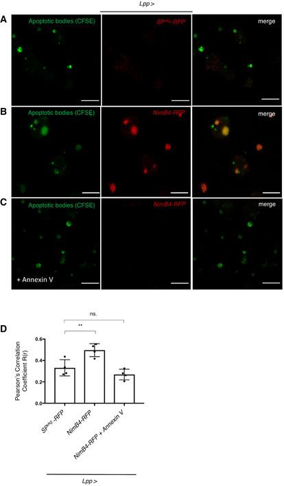 https://cdn.ncbi.nlm.nih.gov/pmc/blobs/4ddf/8419693/73579e66ebd6/EMBR-22-e52262-g013.jpg