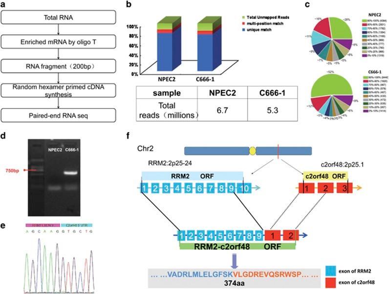 https://cdn.ncbi.nlm.nih.gov/pmc/blobs/4de0/5636969/cf06e576c78b/cddis2017402f1.jpg