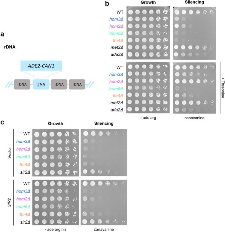 https://cdn.ncbi.nlm.nih.gov/pmc/blobs/4de3/11442984/40fbc89a0c0c/41598_2024_72394_Fig2_HTML.jpg