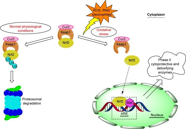 https://cdn.ncbi.nlm.nih.gov/pmc/blobs/4de4/6161735/d5ddfe67c9f9/dddt-12-3181Fig1.jpg