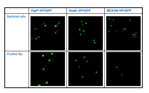 https://cdn.ncbi.nlm.nih.gov/pmc/blobs/4de5/2949796/1d4f11e3f532/1475-2859-9-71-5.jpg