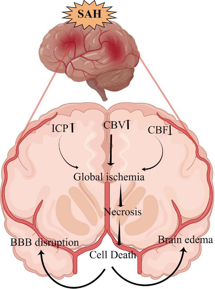https://cdn.ncbi.nlm.nih.gov/pmc/blobs/4de7/9793715/359921fa1aef/fncel-16-1025708-g001.jpg