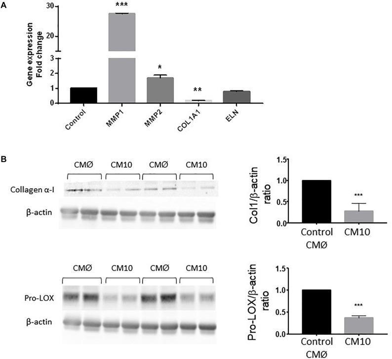 https://cdn.ncbi.nlm.nih.gov/pmc/blobs/4de9/6456658/5f6f70387df0/fcell-07-00044-g004.jpg