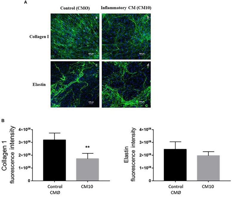 https://cdn.ncbi.nlm.nih.gov/pmc/blobs/4de9/6456658/e2f06d57d2e7/fcell-07-00044-g003.jpg