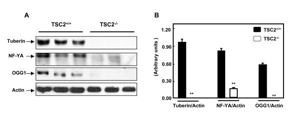 https://cdn.ncbi.nlm.nih.gov/pmc/blobs/4dec/2807420/40a7a368c1e0/1750-2187-4-8-1.jpg
