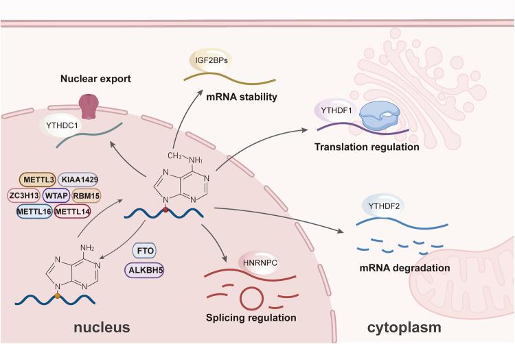 https://cdn.ncbi.nlm.nih.gov/pmc/blobs/4ded/10640579/e7184c67243d/41419_2023_6265_Fig1_HTML.jpg