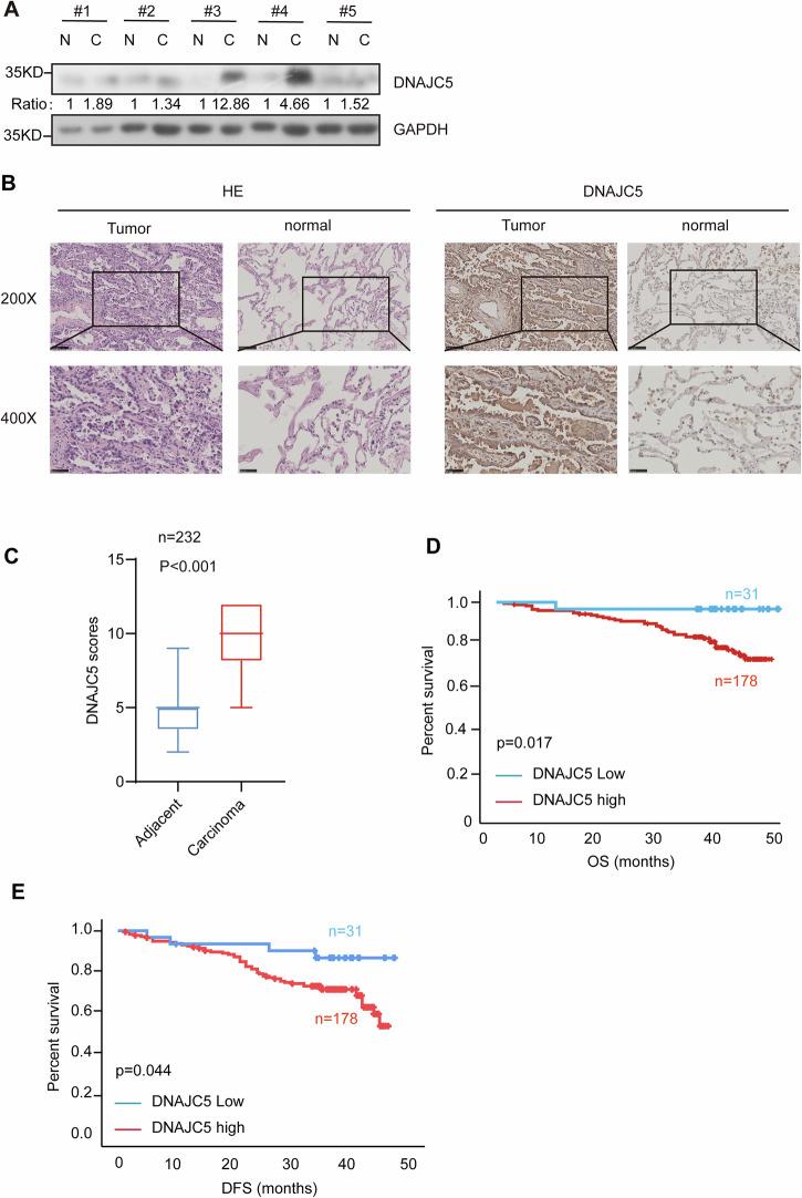 https://cdn.ncbi.nlm.nih.gov/pmc/blobs/4dee/12081771/4a19a12fa7a9/42003_2025_8191_Fig1_HTML.jpg