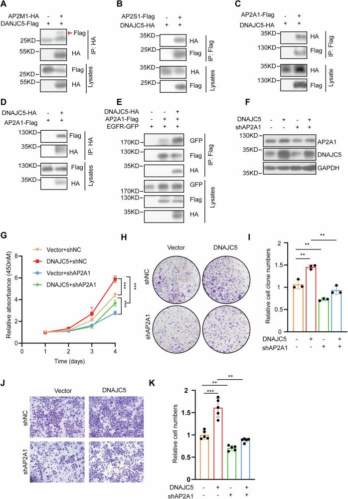 https://cdn.ncbi.nlm.nih.gov/pmc/blobs/4dee/12081771/9dfdae6c08b0/42003_2025_8191_Fig6_HTML.jpg