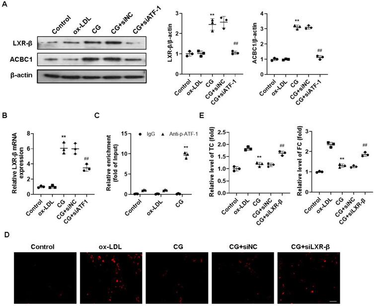 https://cdn.ncbi.nlm.nih.gov/pmc/blobs/4def/12039851/209d143e323d/JIR-18-5573-g0005.jpg