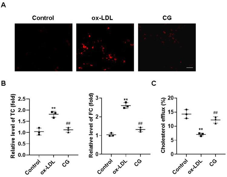https://cdn.ncbi.nlm.nih.gov/pmc/blobs/4def/12039851/d1b0ab99ce75/JIR-18-5573-g0003.jpg